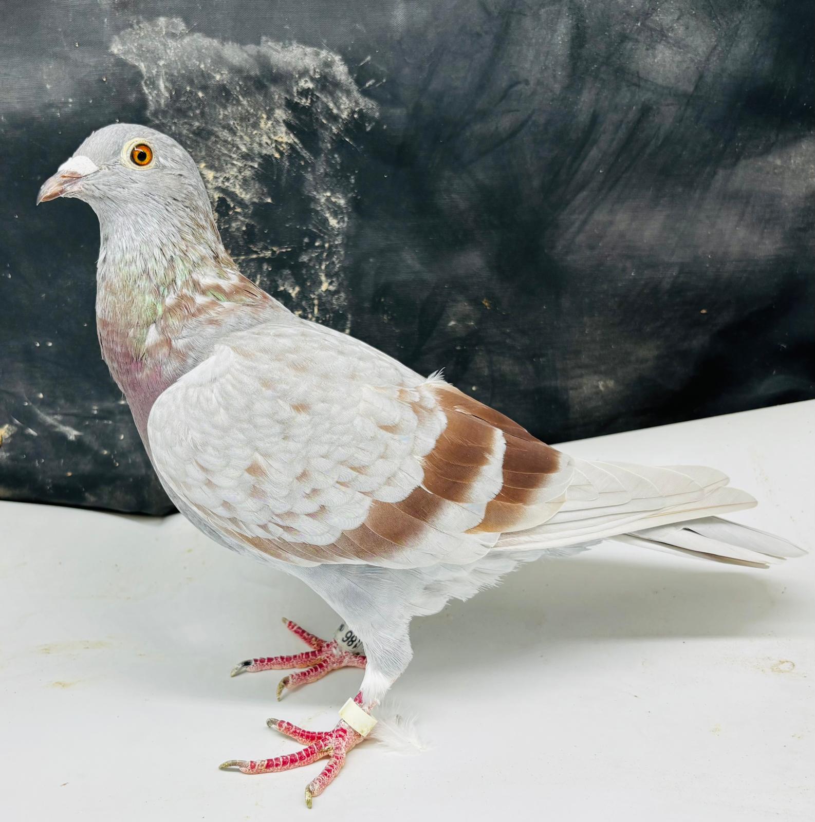 GB25N51186. Mealy Hen. Stunning girl. Jose and Gustave Goemaere X the Best Of Franz Zwols.