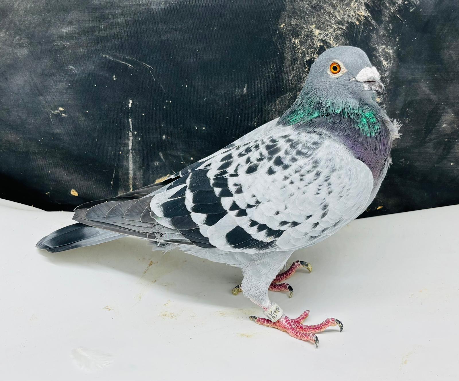 GB25N51617. BCH Hen. Frans Zwol. Tip Top Junior X Goemaere. Gustave XIV. The very best of the both the Frans Zwols and Jose and Gustae Goemaere bloodlines