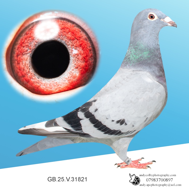 GB25V31821.. Blue W/F Cock. Grandson of Star Boy & Frans Zwols Sophies Boy! (25P03)