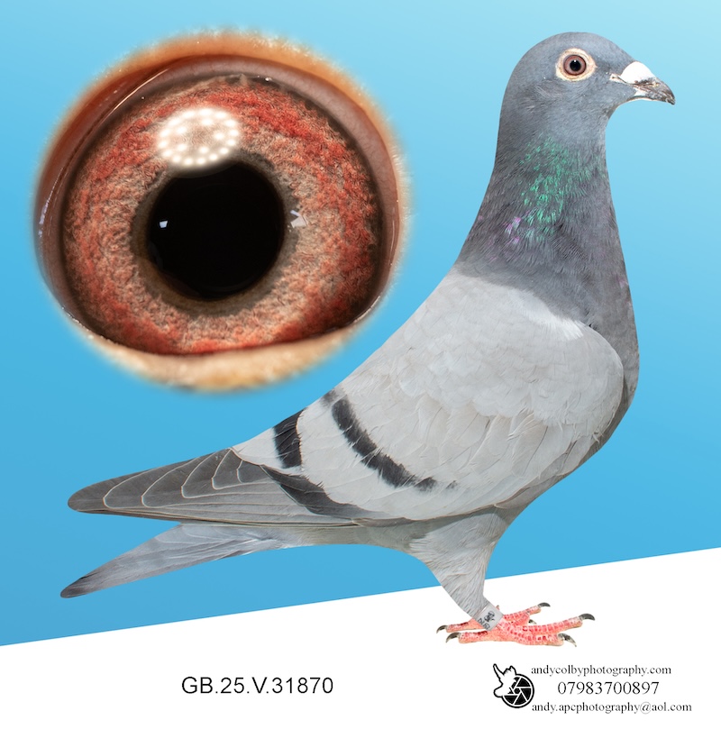 GB26V52798. Blue Cock. A full brother to Gold Wing paired to a Sevilla Ace Bird — money-winning One Loft form on both sides