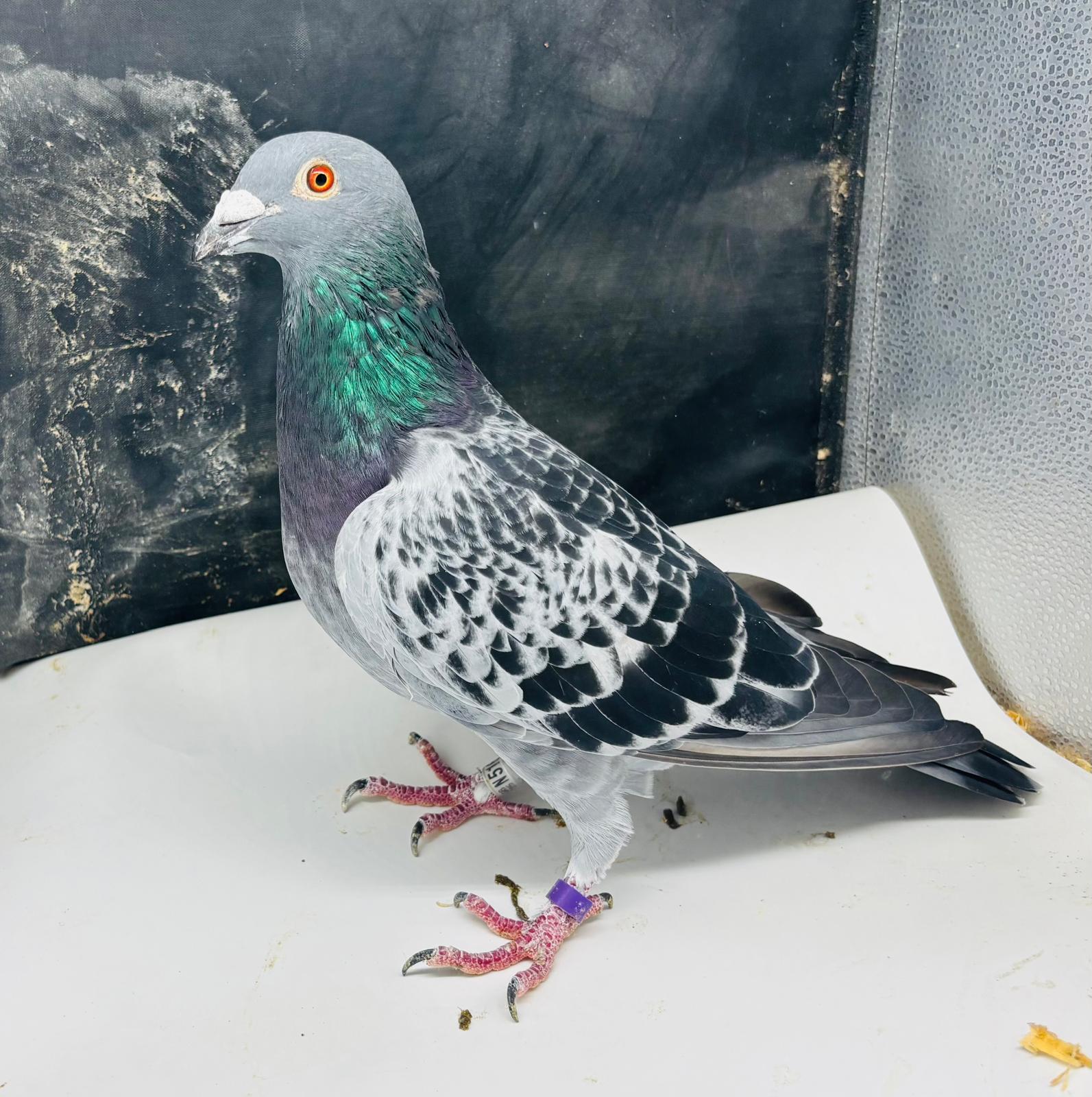 GB25N51699. Dch Hen. Special Hen. The finest of the Goemaere bloodlines.