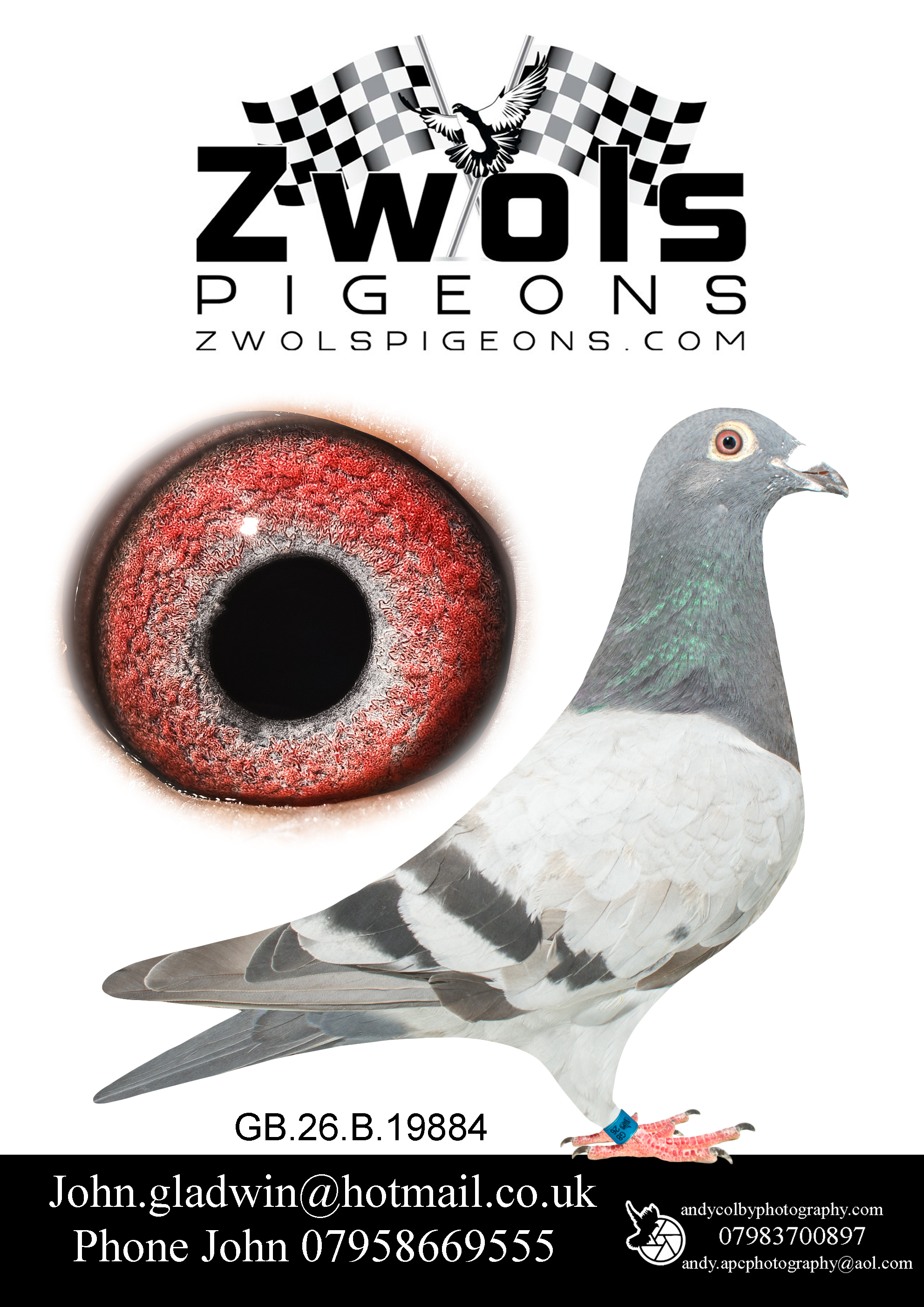 GB26B19884. Blue Cock. Frans Zwol. Son of Maltese Falcon X 17830, Dam, GDam and GGDam of winners and multiple top national pigeons.