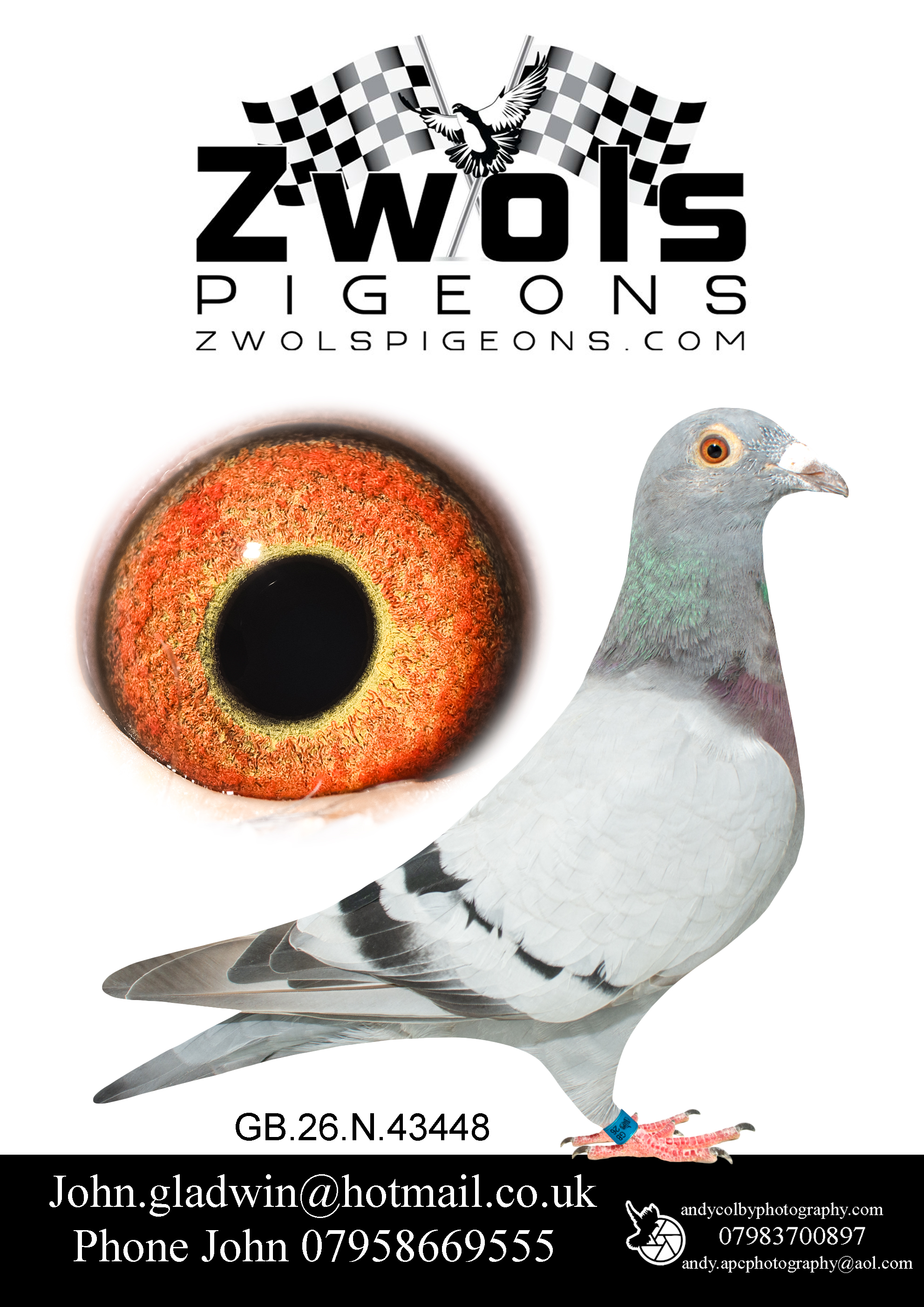 GB26N43448. Blue Hen. Frans Zwols Best. Tip Top Junior and Queen Amor. (Half sister to 82nd Ace pigeon in the Golden Algarve race.)