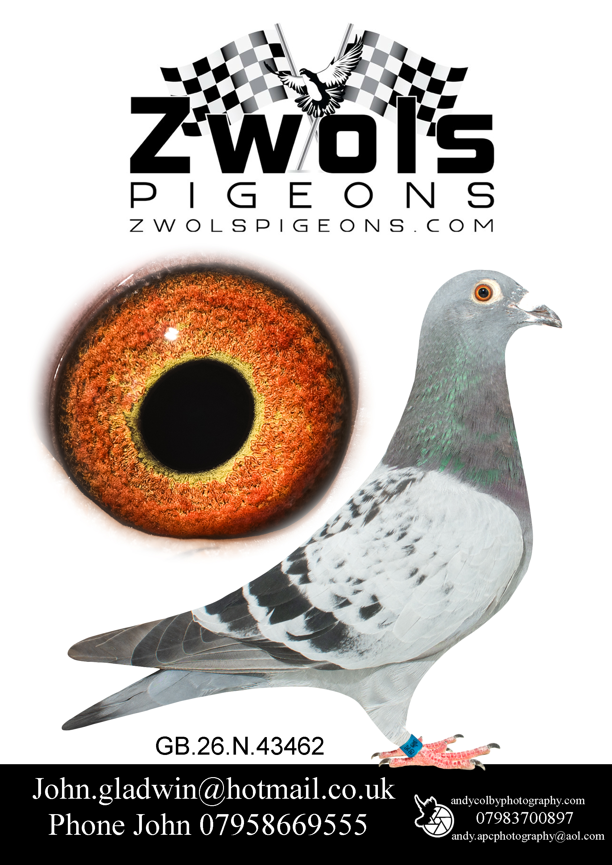 GB26N43462. BCH Cock. The Best of Frans Zwols X Goemaere bloodlines