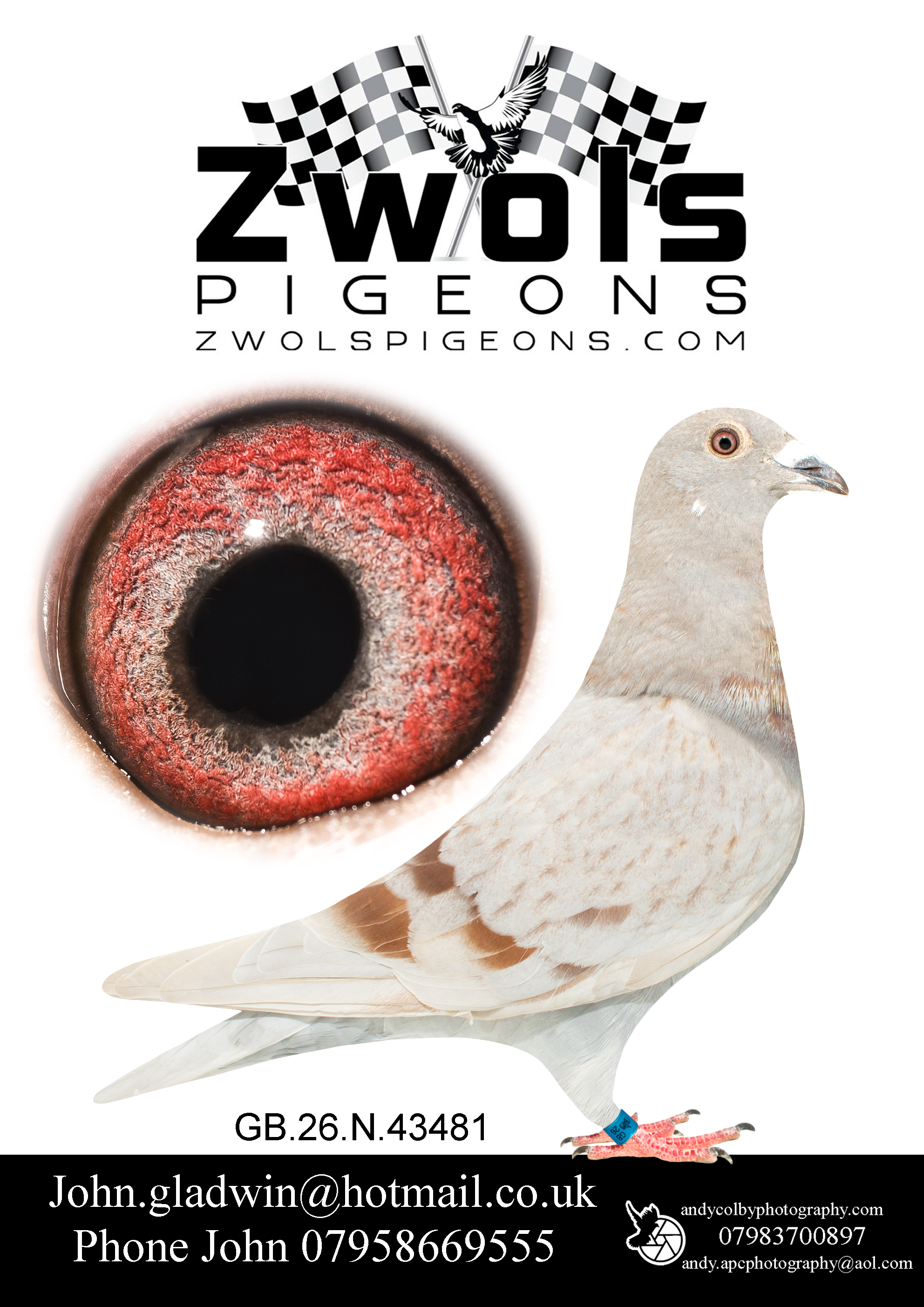 GB26N43481. Mealy Hen. The best of the Goemaere Bloodlines including Gustave XIV
