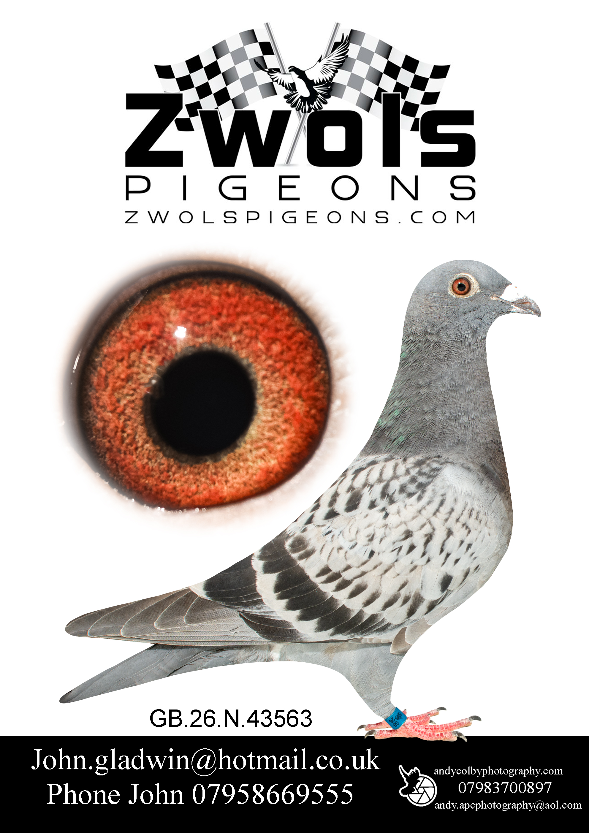 GB26N43563. Blue Cheq Hen. Pure Jose & Gustave Goaemaere. Grand dtr of Axel and Gustave XIV blood