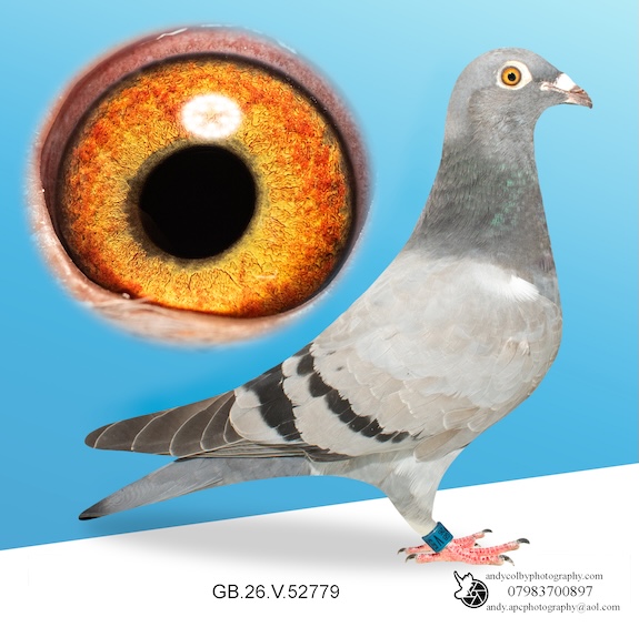 GB26V52779. Blue Hen. Grand Dtr of Star Boy X Lone Survivor. OLR Superstars! (26PR02)