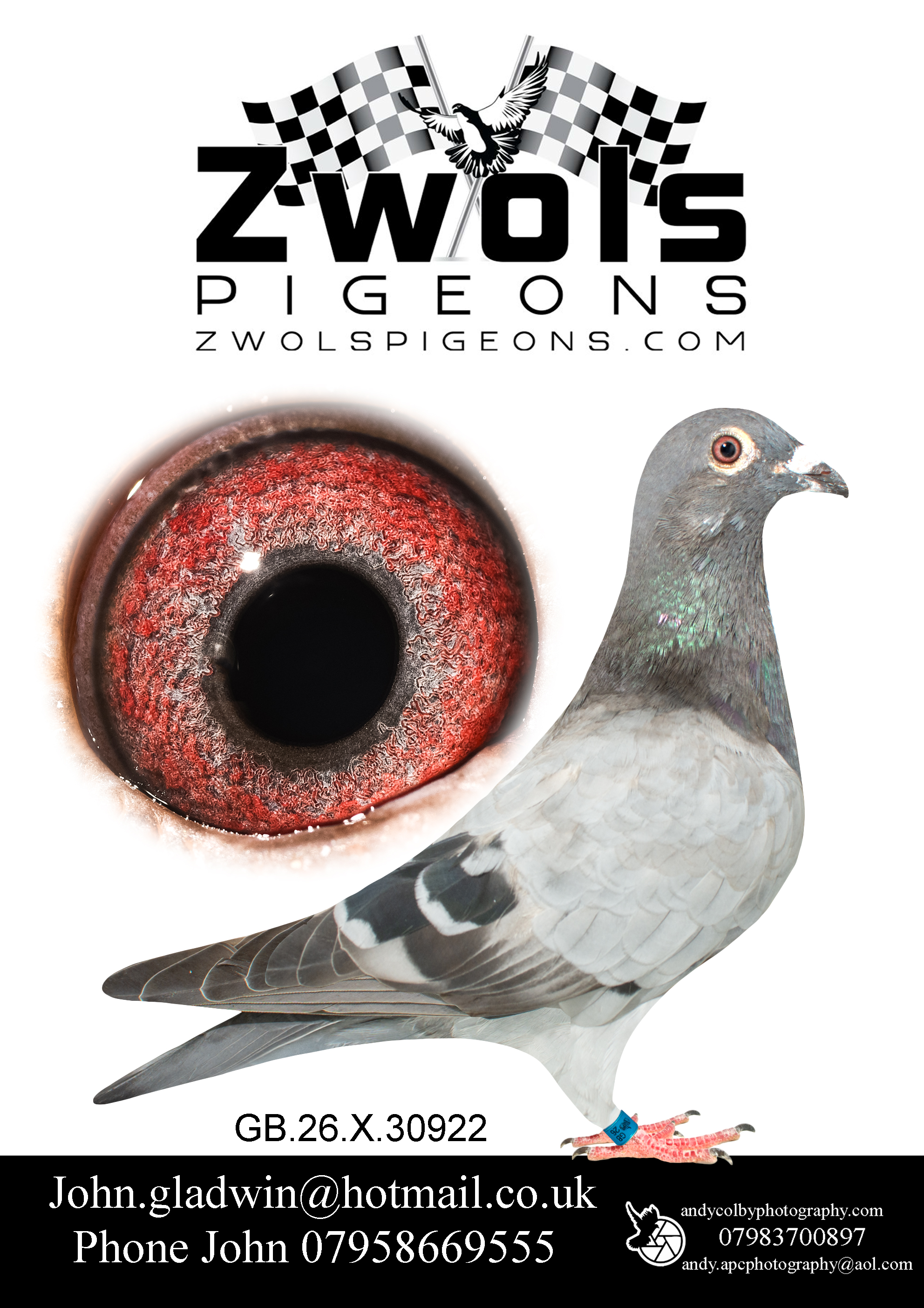GB26X30922. Blue Cock. Sonf Of Pied Amor and Grandson of D’Artagian! The Best of the Frans Zwols Bloodlines here.