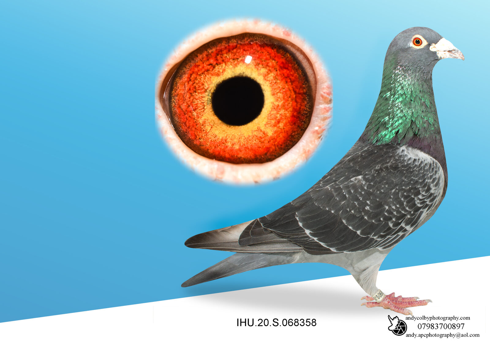 IHU20S068358. D CHEQ. COCK. SON OF STAR BOY X WHITEY. (VERY RARE)