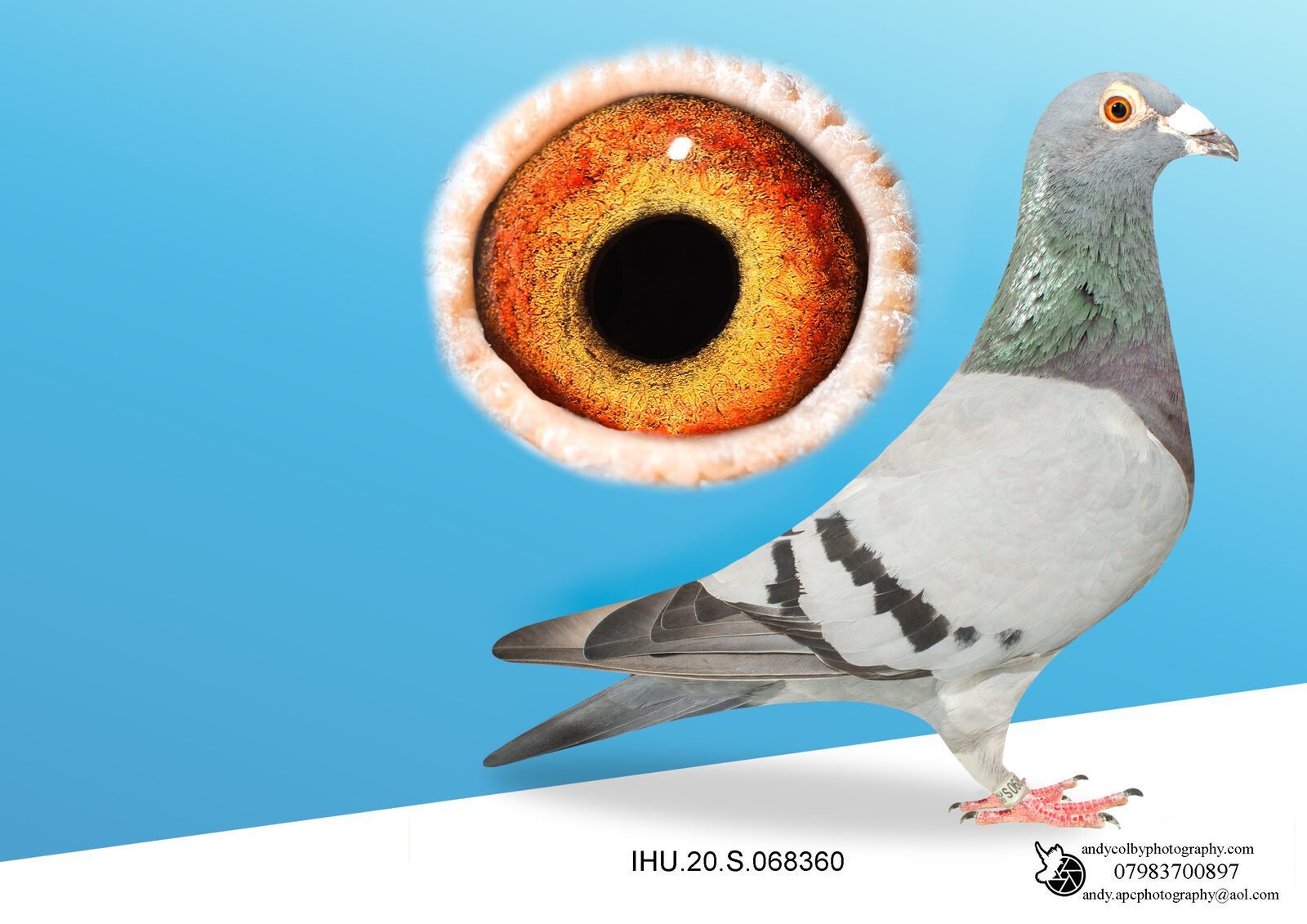 IHU20S068360. BLUE. HEN. SON OF STAR BOY. FULL SISTER OF MISS MAURICE! (VERY RARE)