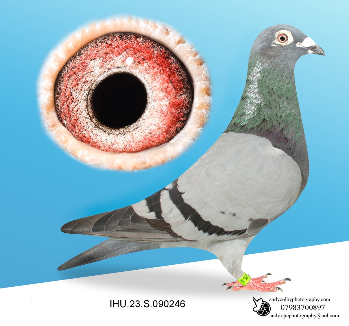 IHU23S090246. BLUE HEN. DOUBLE GRANDDAUGHTER OF STARBOY