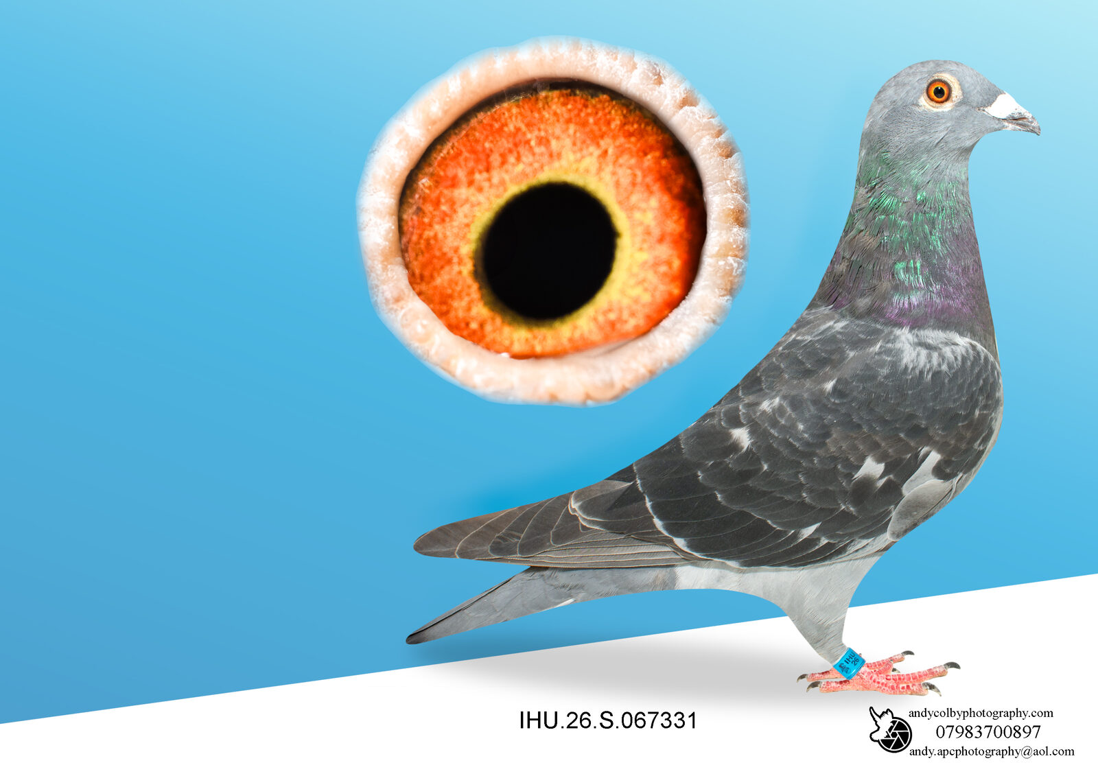 IHU26S067331. D CHEQ HEN. GRANDDAUGHTER OF STARBOY. ROGALA
