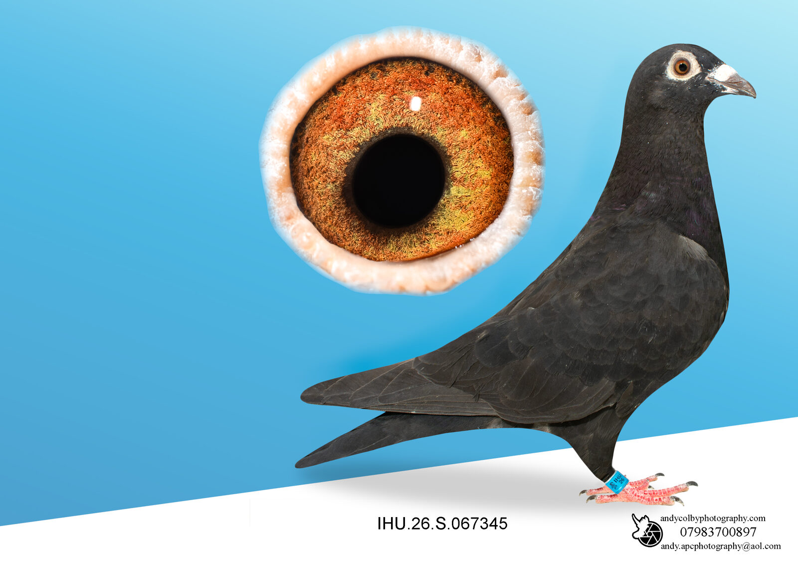 IHU26S067345. BLACK. HEN. GRANDDAUGHTER OF STARBOY. ROLF BERGER