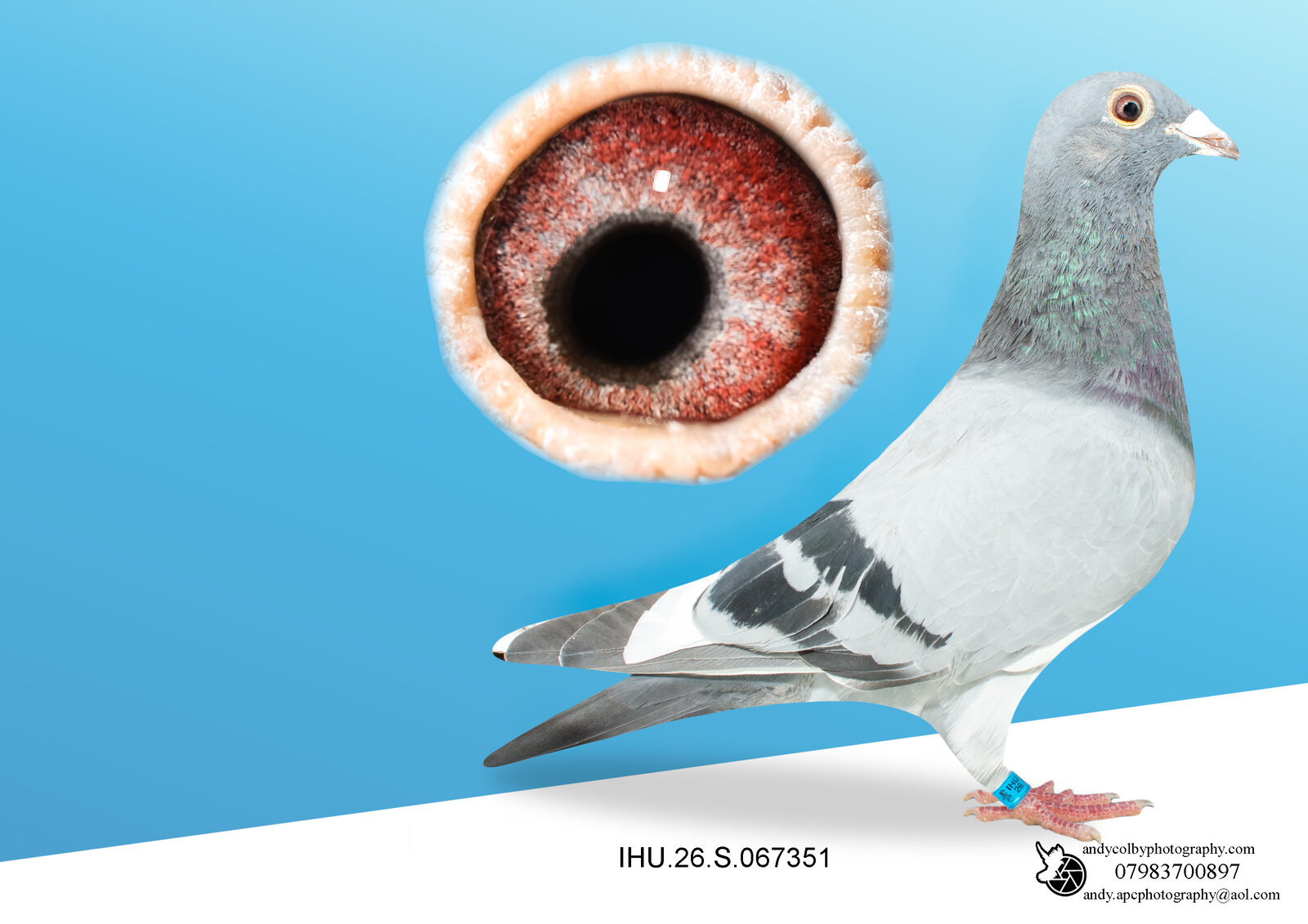 IHU26S067351. BLUE HEN. DOUBLE GRANDDAUGHTER OF STARBOY