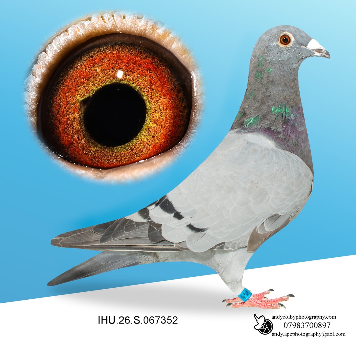 IHU26S067352. BLUE COCK. VAN OUWERKER DEKKERS