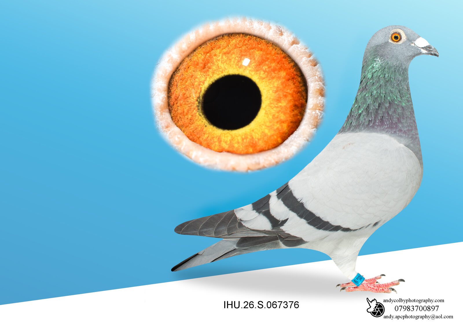 IHU26S067376 BLUE HEN?. DOUBLE GRANDDAUGHTER OF STARBOY.