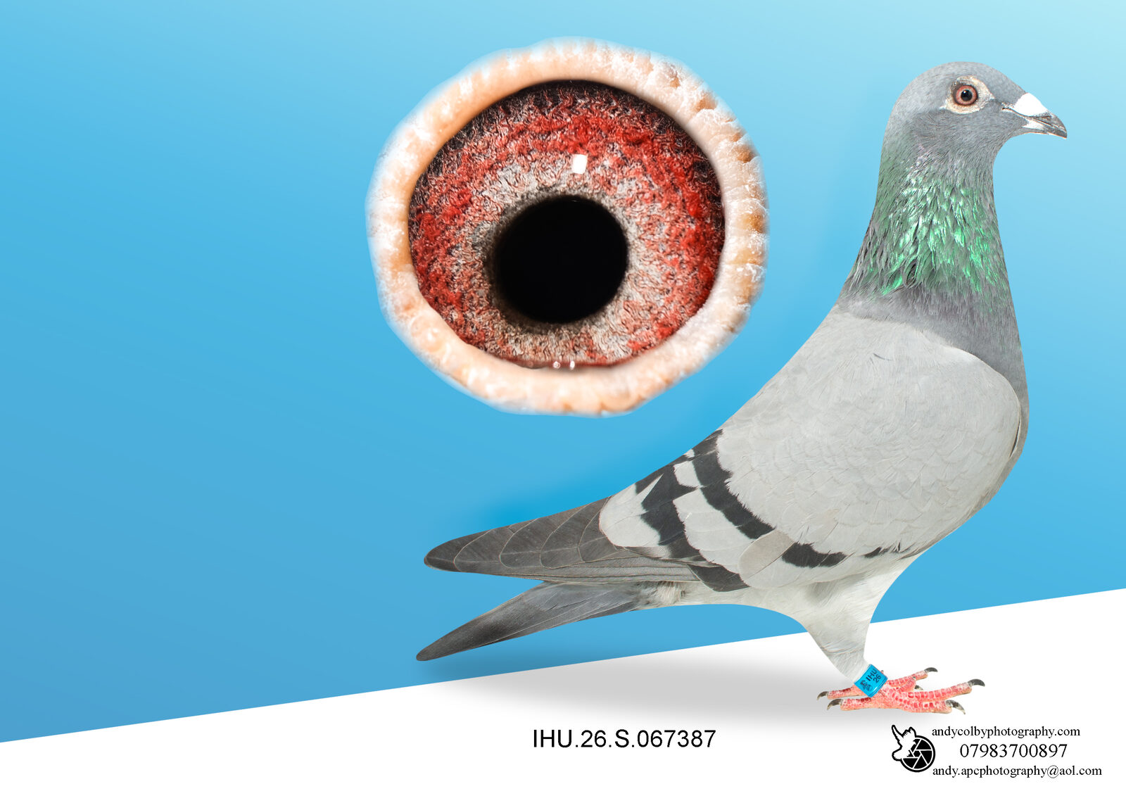 IHU26S067387. BLUE HEN. DOUBLE GRANDDAUGHTER OF STARBOY