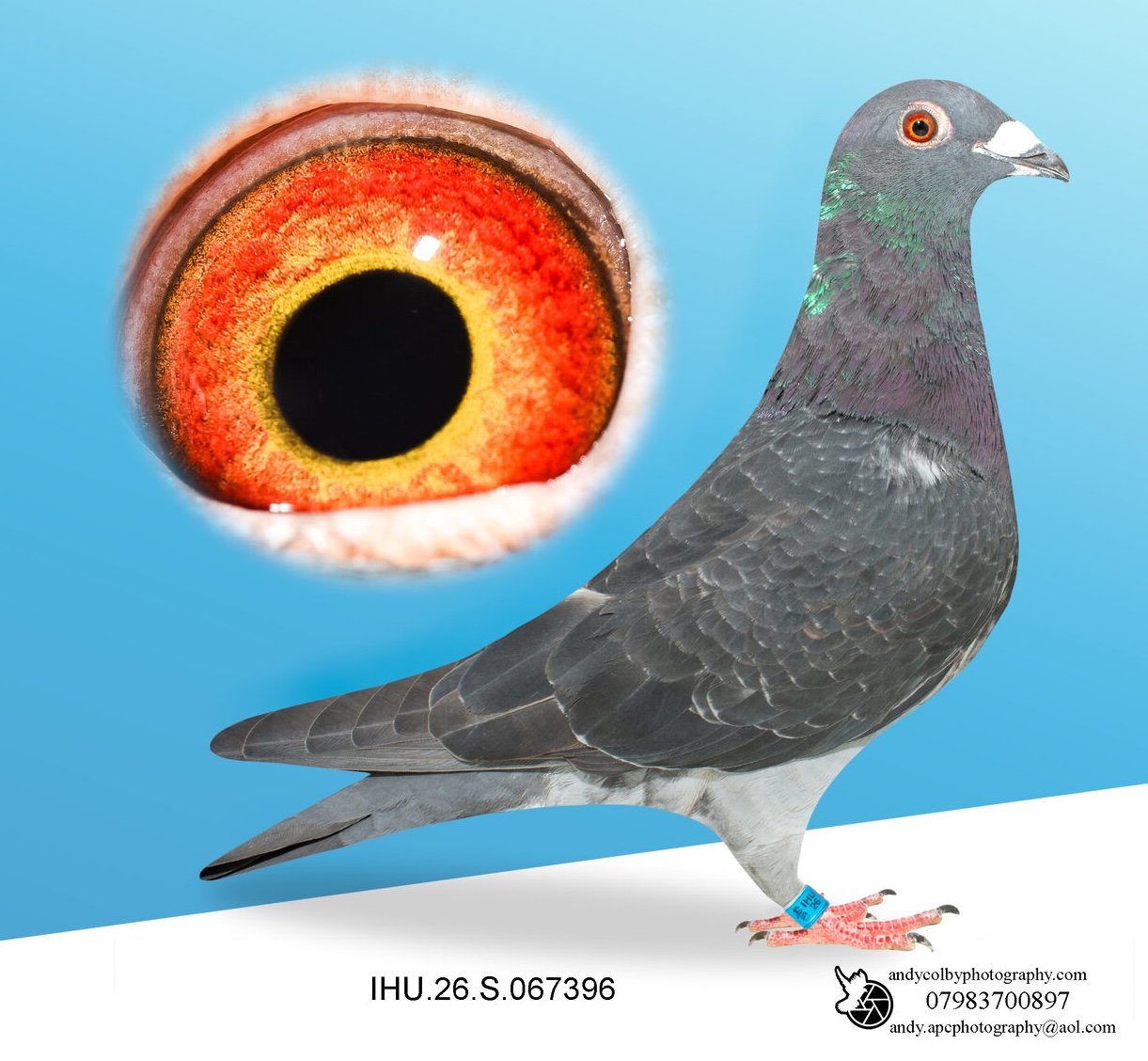IHU26S067396. DARK CHEQ COCK. GRANDCHILD OF STARBOY. ROLF BERGER
