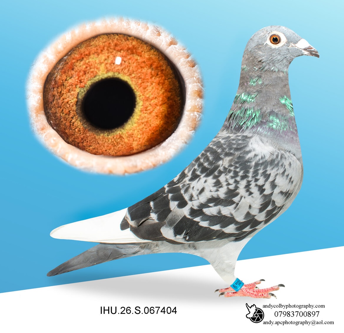IHU26S067404. CHEQ WF. HEN. VAN DEN BULK X MILITARY ROGALA