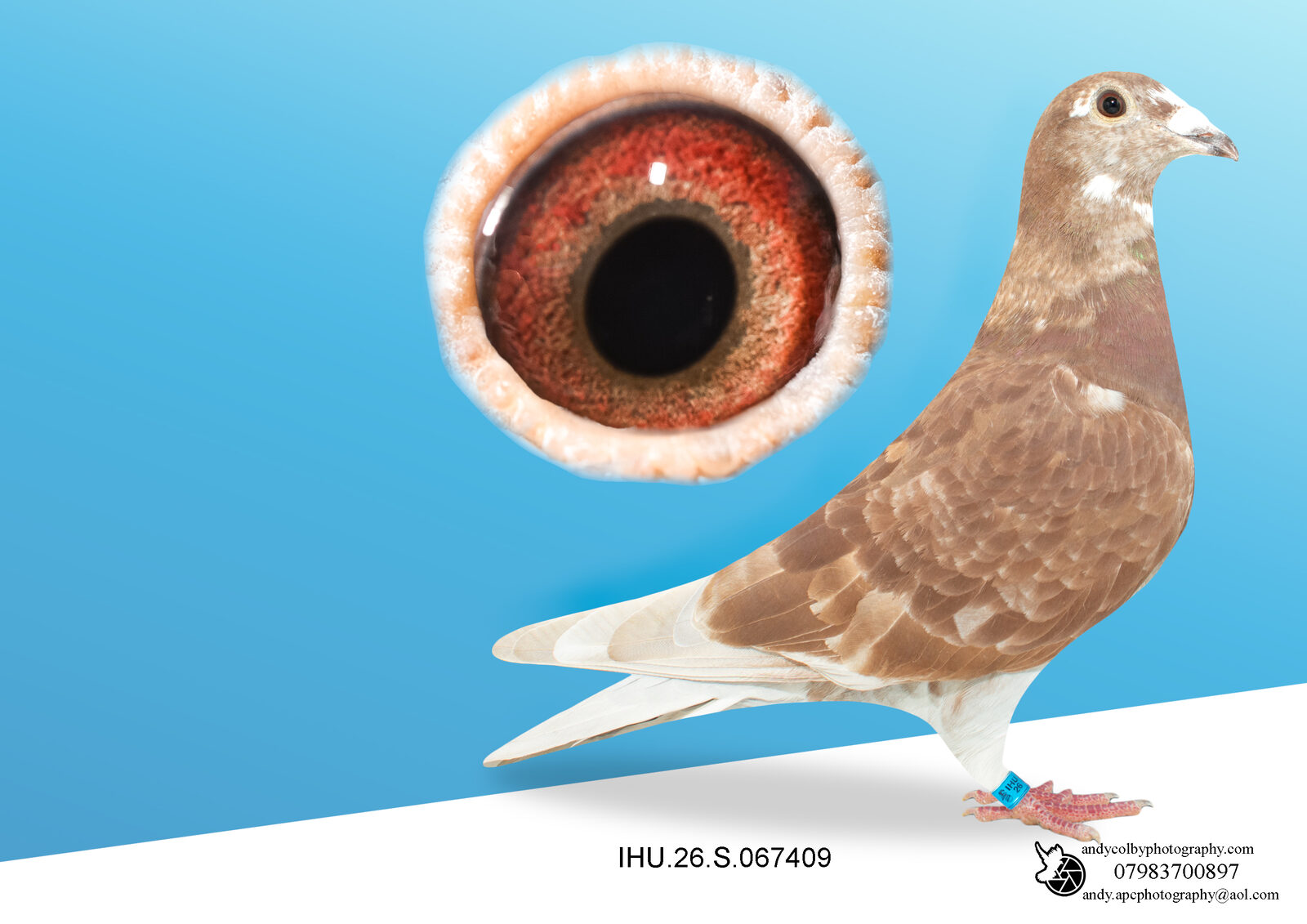 IHU26S067409. RED PD. HEN. GRANDCHILD OF STARBOY. VVAN DEN BULK