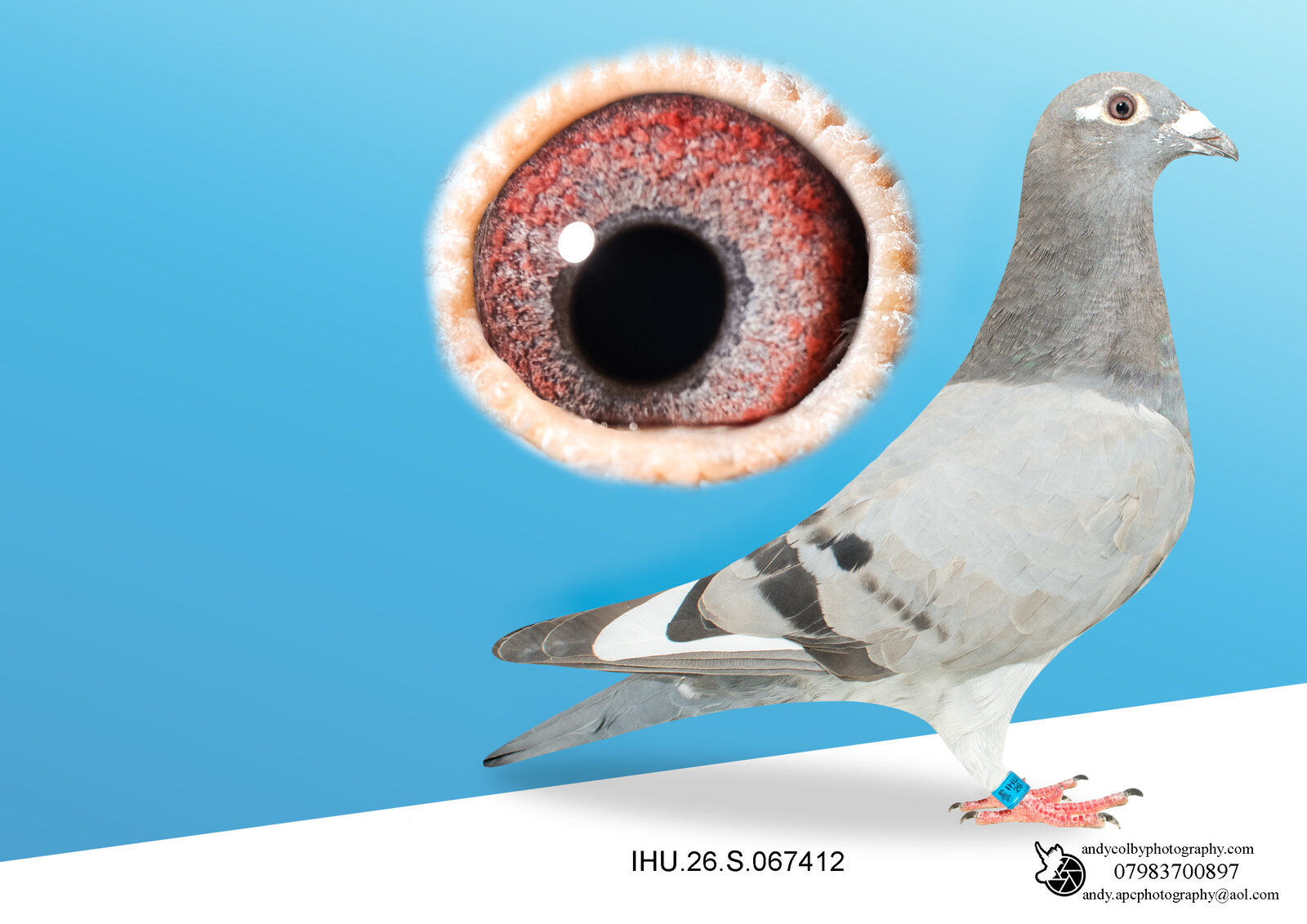 IHU26S067412. BLUE TK. HEN. DOUBLE GRANDDAUGHTER OF STARBOY
