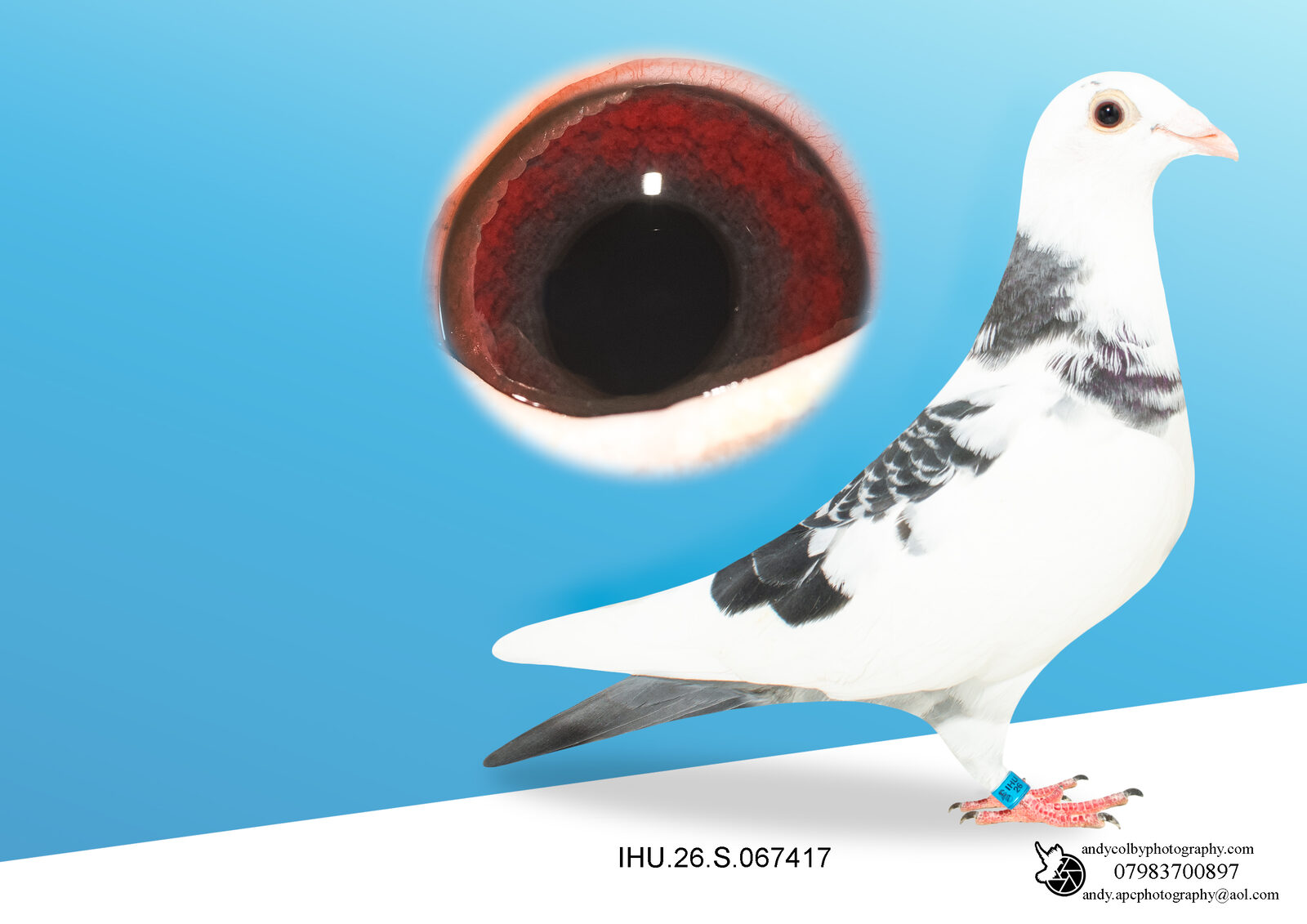 IHU26S067417. GAY PD. HEN. GRANDDAUGHTER OF STARBOY & MAJOR