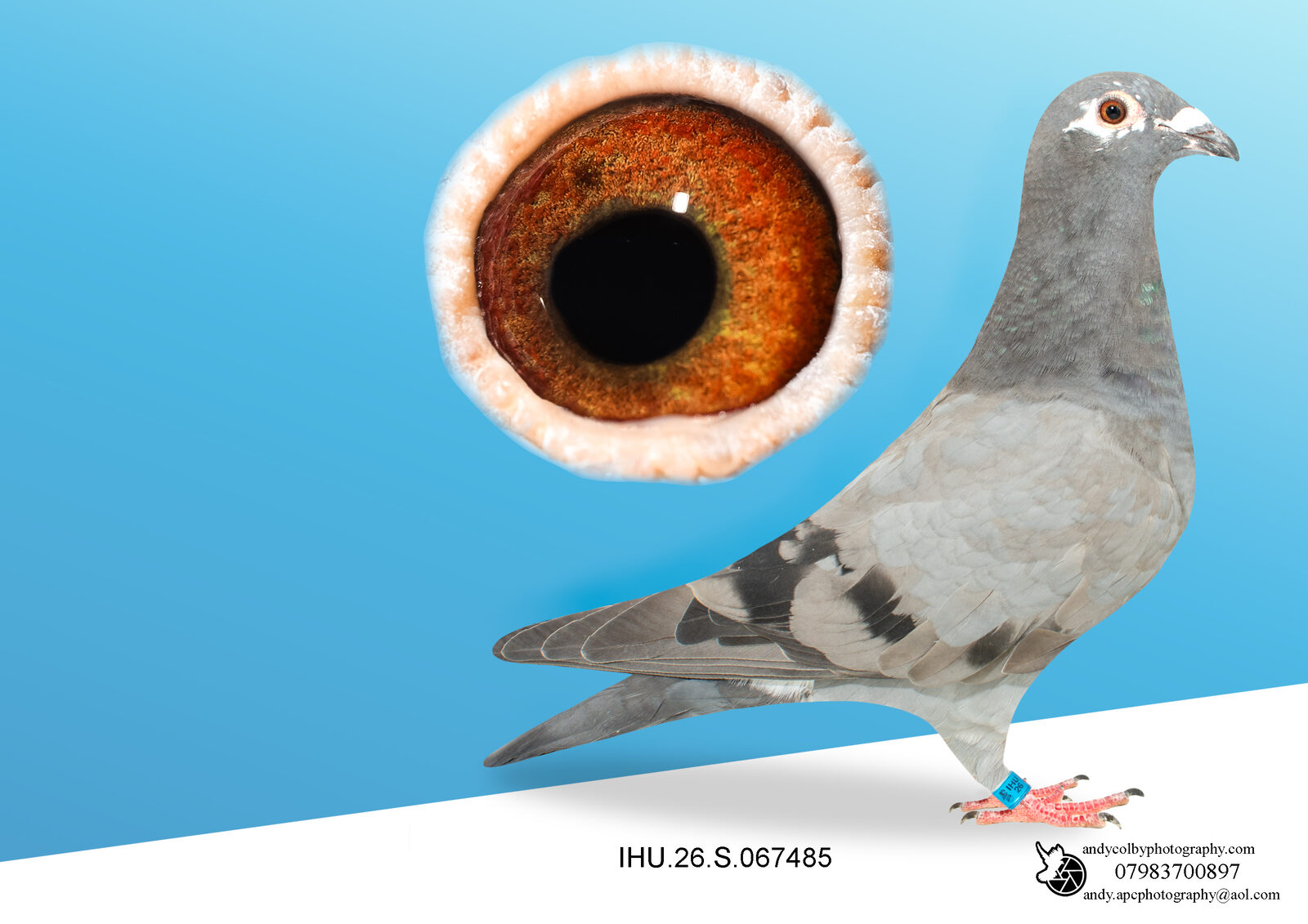 IHU26S067485 BLUE TK HEN. HALF SIBLING OF SAPSAN. VAN OUWERKER DEKKERS.