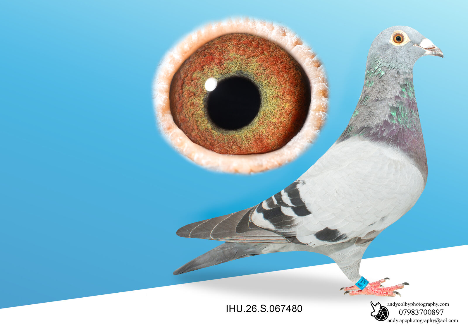 IHU26S067486. BLUE. HEN. DOUBLE GRANDDAUGHTER OF STARBOY