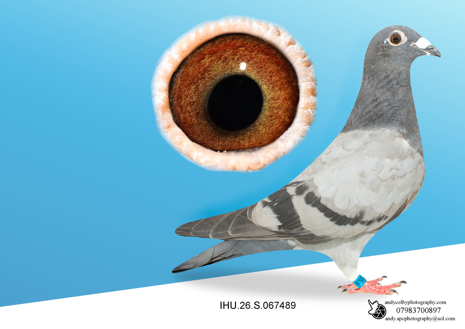 IHU26S067489 BLUE HEN. GRANDDAUGHTER OF STARBOY. RENE VERVOOT.