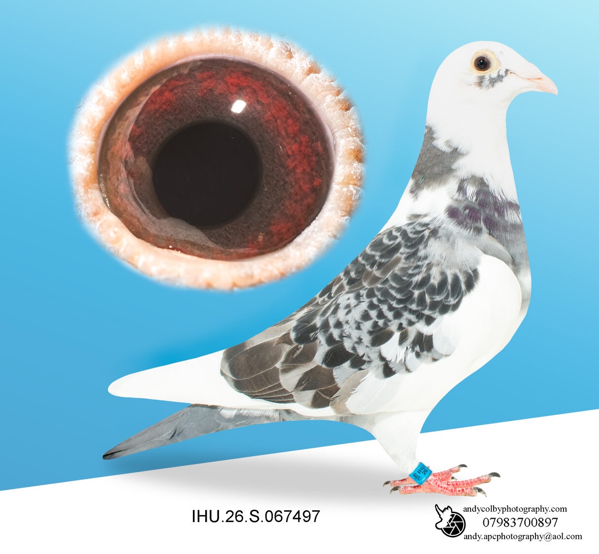 IHU26S067497. CHEQ PIED. HEN. VAN DEN BULK X MILITARY ROGALA