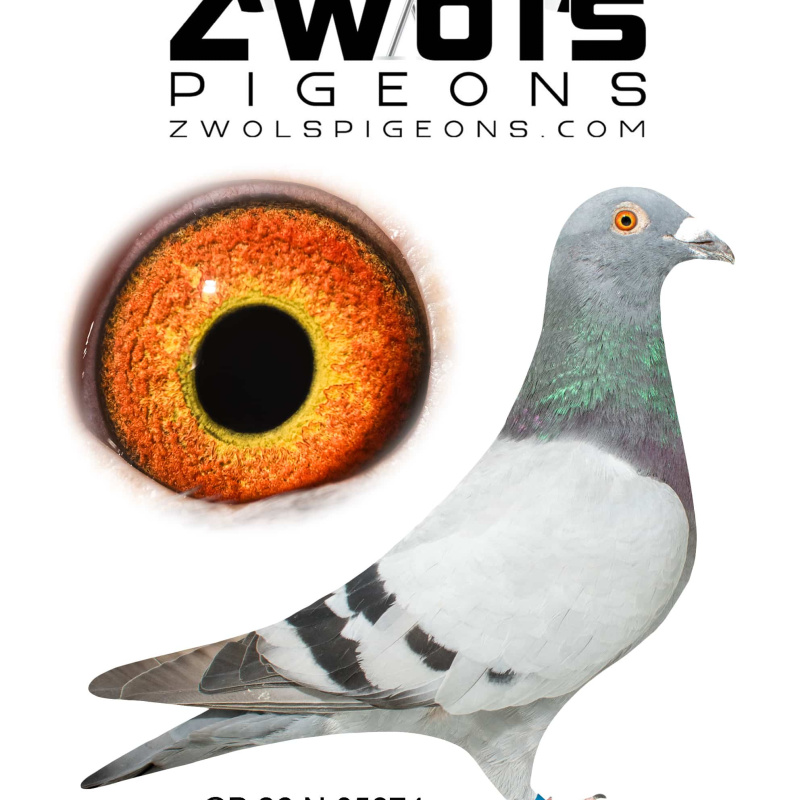 GB26N05874. Cock - Frans Zwol. Half brother to 1st NFC Open Winner & gson of D32.