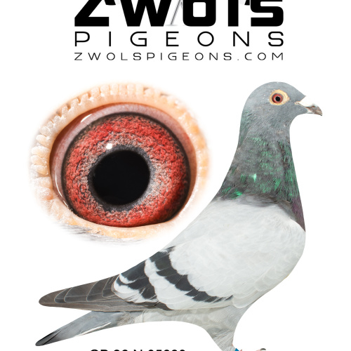 GB26N05889. Cock - Frans Zwol. Gson of Amor, Sweet Princess, Prince of Rekkem.