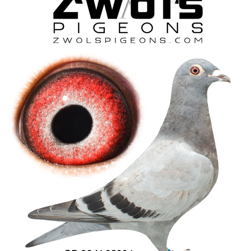 GB26N05934. Hen - Frans Zwol. Gdtr of 667 Special Lady, Prince Of Rekkem and Tip Top 076
