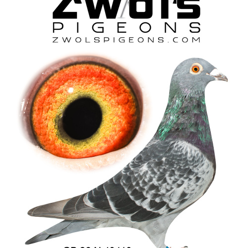 GB26N43413. Hen - Frans Zwol. Dtr of Grandads Dream, Gdtr of Tip Top Tora!