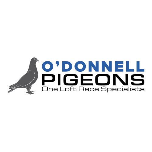 O'Donnell Pigeons