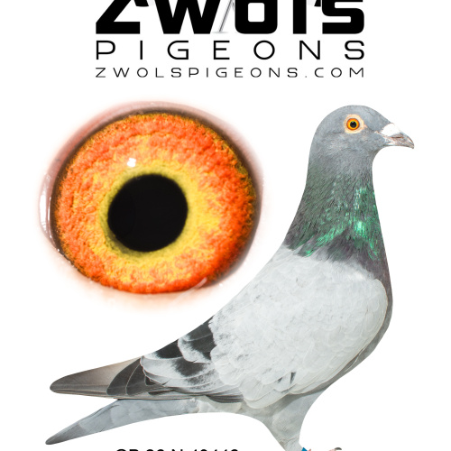 GB26N43446. Cock - Frans Zwol. Top Zwols Lines here.  Half brother to 5th Open NFC.