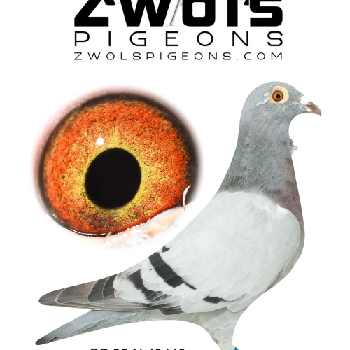 GB26N43449. Hen - Frans Zwol. Gdtr of Tip Top Star, Tip Top Goldmine, Amor and Queen Of Rekkem!
