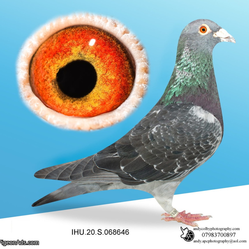 IHU20S068646. COCK. SON OF STAR BOY X WHITEY!