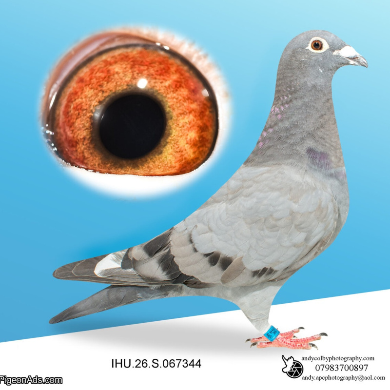 IHU26S067344. HEN. GRANDDAUGHTER OF STARBOY