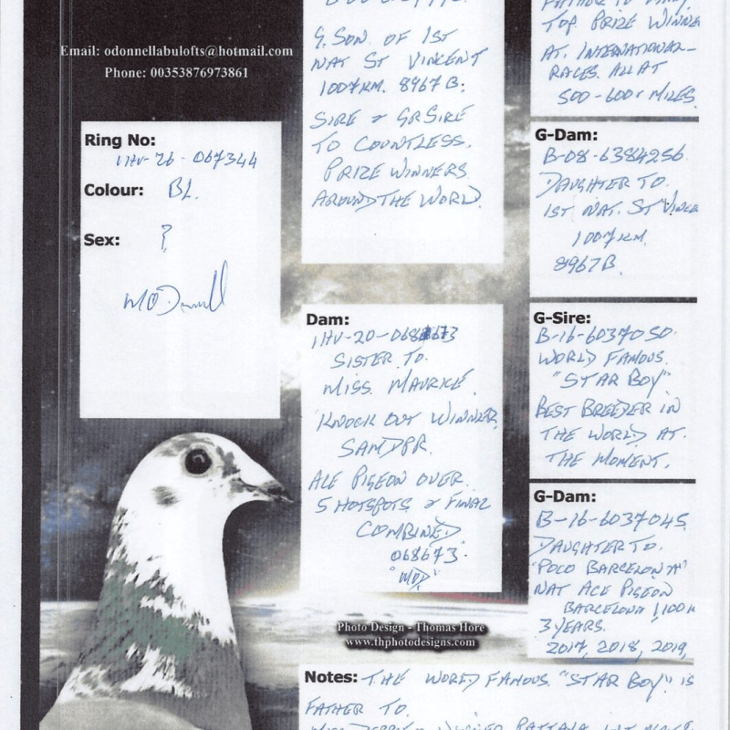IHU26S067344. HEN. GRANDDAUGHTER OF STARBOY