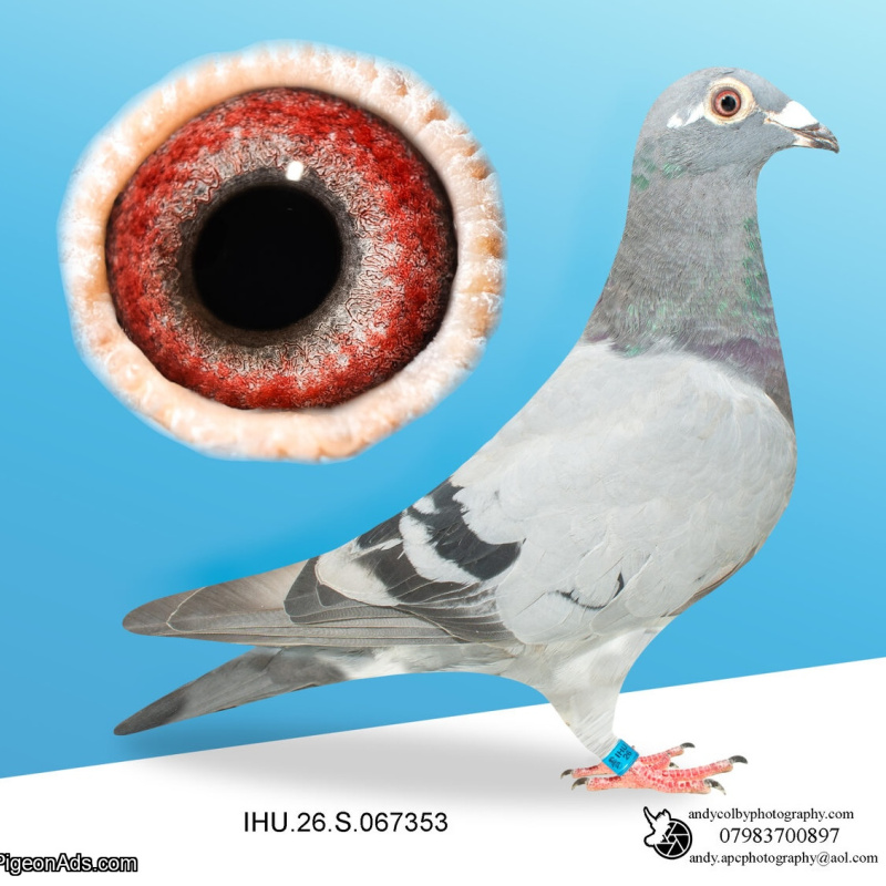 IHU26S067353. HEN. GRANDCHILD STAR BOY. HALF SIBLING SAPSAN