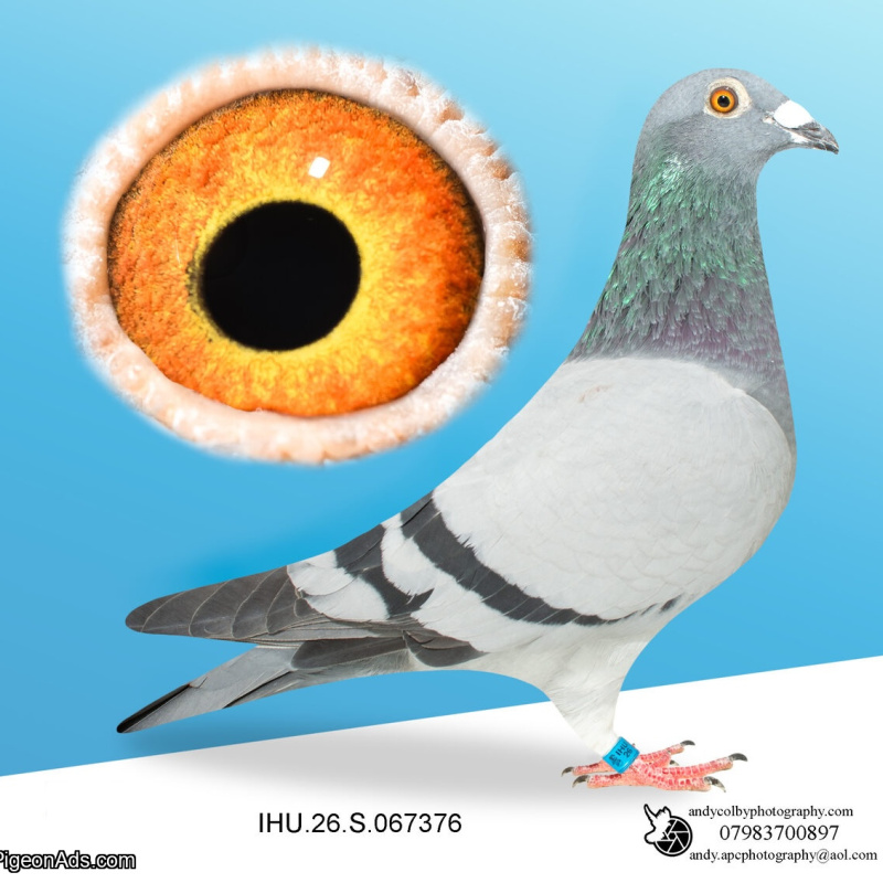 IHU26S067376. HEN. DOUBLE GRANDCHILD OF STARBOY