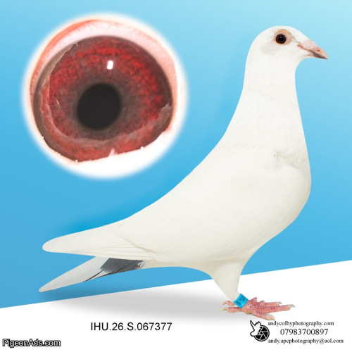 IHU26S067377. COCK. GRANDSON OF STARBOY & MARPLE BLOODLINES