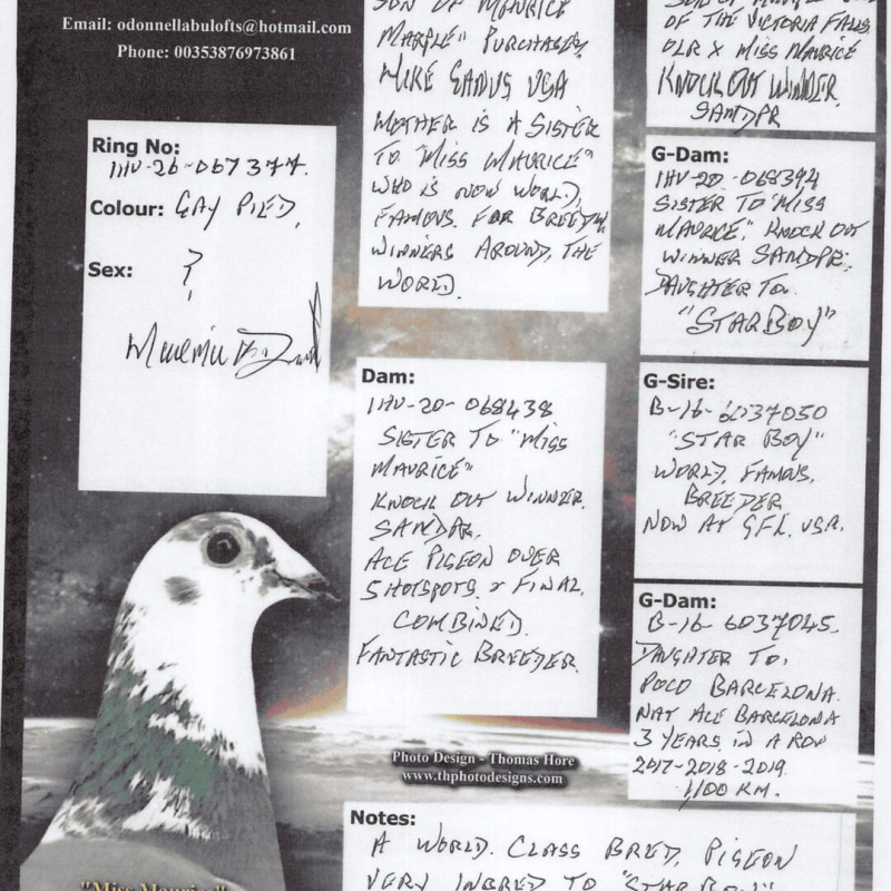 IHU26S067377. COCK. GRANDSON OF STARBOY & MARPLE BLOODLINES