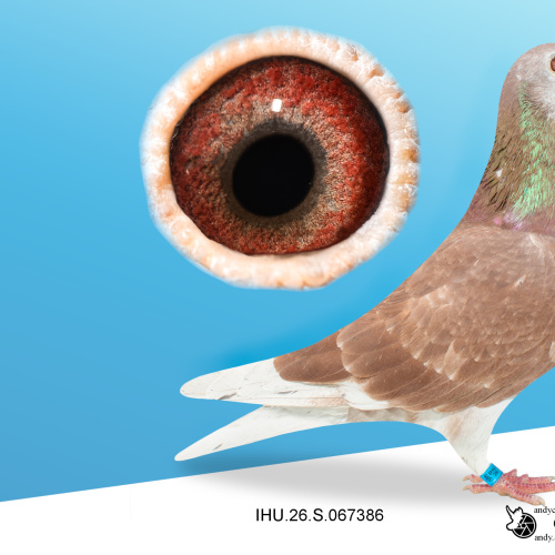 IHU26S067386. HEN. DOUBLE GRANDDAUGHTER OF STARBOY