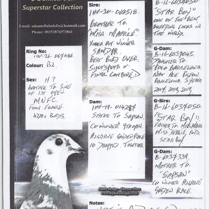 IHU26S067386. HEN. DOUBLE GRANDDAUGHTER OF STARBOY