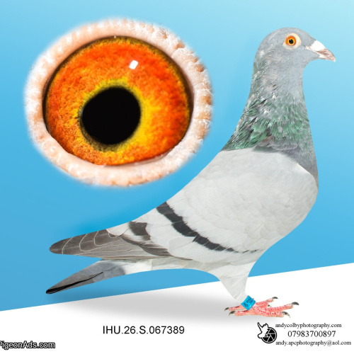 IHU26S067389. HEN. VAN OUWERKER DEKKERS BRED BY MAURICE O’DONNEL