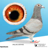 IHU26S067402. HEN. HALF SIBLING OF SAPSAN. VAN OUWERKER DEKKERS