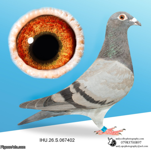 IHU26S067402. HEN. HALF SIBLING OF SAPSAN. VAN OUWERKER DEKKERS