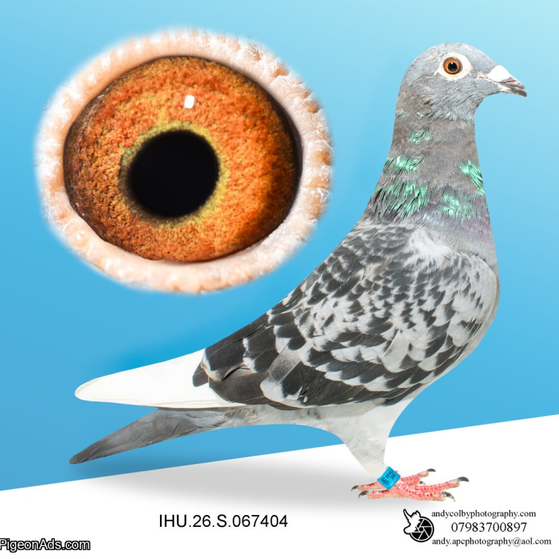 IHU26S067404. HEN. VAN DEN BULK X MILITARY ROGALA